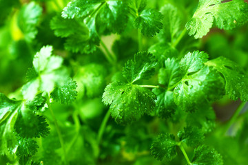 Coriander