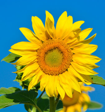 Sunflower and the sky