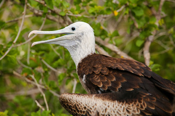 Baby Magnificent Frigatebird sitting on a tree on North Seymour