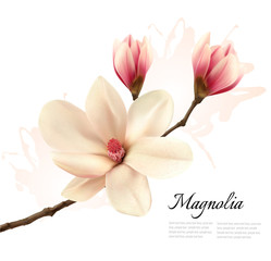 Obraz premium Beautiful magnolia flower background. Vector.