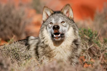 Crédence de cuisine en verre imprimé Loup Portrait of Gray wolf