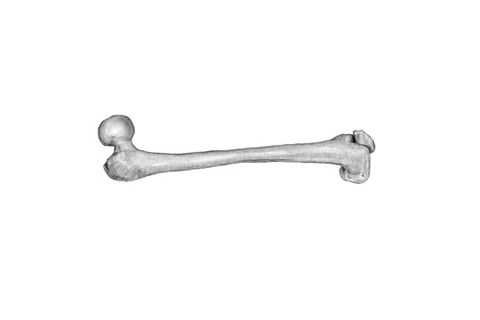 thigh-bone femur illustration