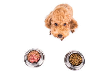 Poodle dog choosing between raw meat or kibbles as meal