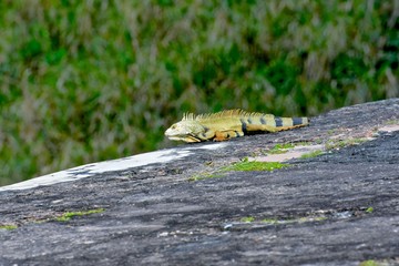 Wild iguana in Puerto Rico
