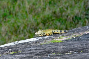Wild iguana in Puerto Rico