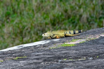 Wild iguana in Puerto Rico