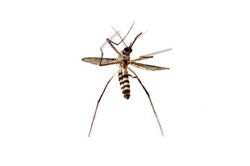 dead mosquito on white background