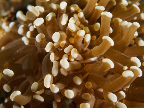 Full frame shot of long-tentacle Plate Coral