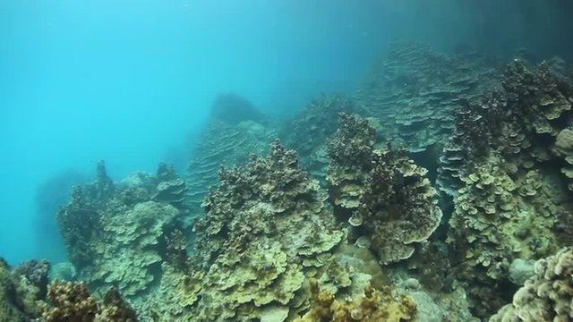 Coral Reef in Palau's Lagoon