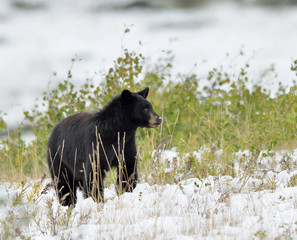 A small black bear (Ursus americanus) looks up as it pauses from digging in fresh snow looking for food near Waterton Lakes, Alberta, Canada.