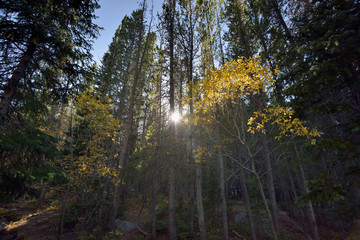 Sun filters through pine trees in the Colorado Rockies in early fall - catching on a small batch of Aspen leaves that are yellow