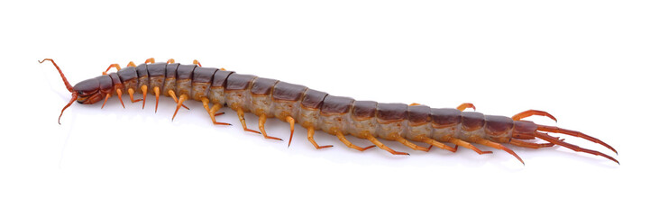 centipede on white background