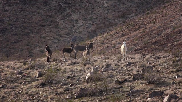 Wild  Burros on a Hillside in The Mojave Desert