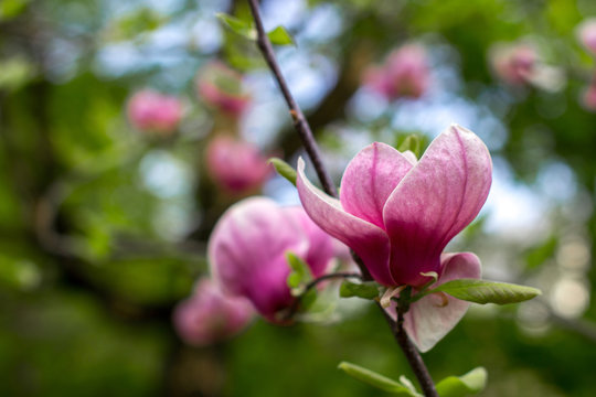 Spring blooming magnolia
