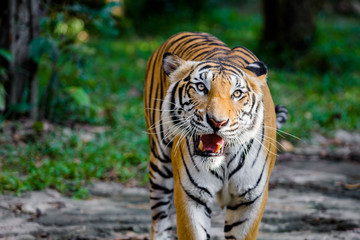 Obraz premium Bengal Tiger