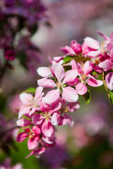 Beautiful apple tree flowers