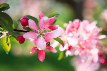 Beautiful apple tree flowers