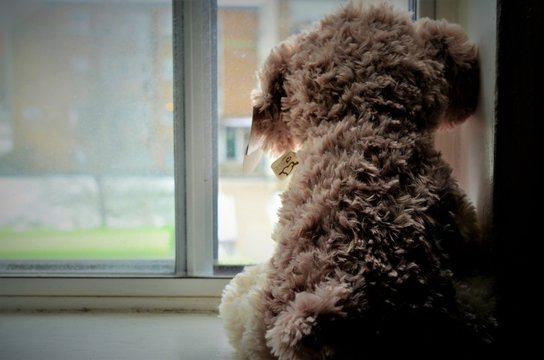 teddy bear