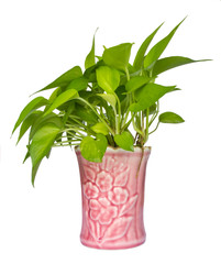 Pothos,Pothos in pots pink on white background