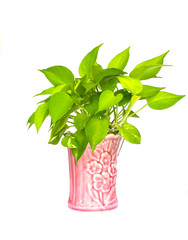 Pothos,Pothos in pots pink on white background