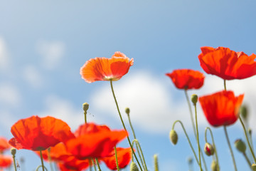 red poppies on a background of blue sky