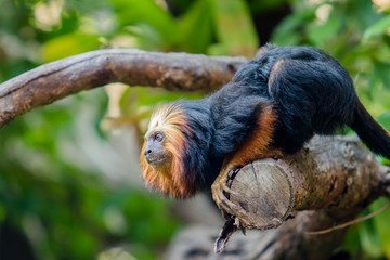 Lion Tamarin