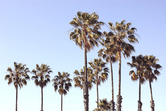 Palm trees at Santa Monica beach. Vintage post processed. Fashion, travel, summer, vacation and tropical beach concept.