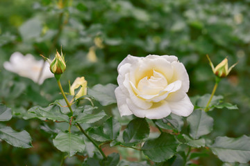 White Rose