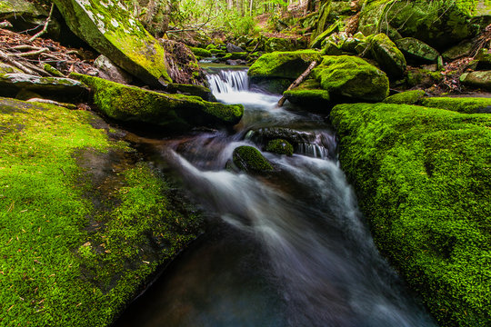 Mossy creek in the Catskills