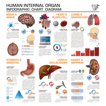 Human Internal Organ Health And Medical Infographic Chart Diagra
