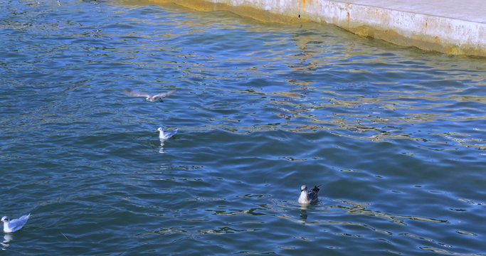 Seagulls swimming in Adriatic sea, Portoroz, Slovenia.