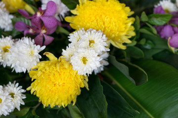 flower background