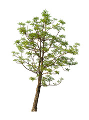 Fototapeta premium tree isolated