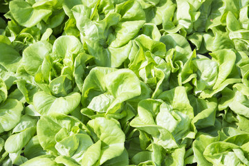 Fototapeta na wymiar organic vegetable in the garden