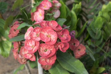 Poi sian flowers, Red Christ Thorn flower or euphorbia milii flo