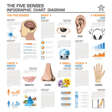 The Five Senses Infographic Chart Diagram