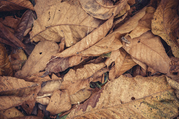 Fototapeta na wymiar dry leafs background