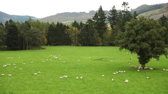 Sheep graze in a green meadow in the Scottish countryside. 