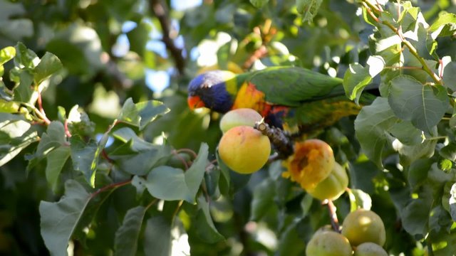 Australian Rainbow Lorikeet parrot eating apricots in suburban garden on a sunny, summer windy day.