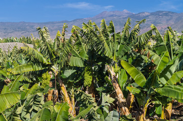 Banana plantation with mountains on the background, Tenerife island