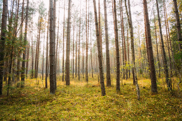 Fototapeta na wymiar Wild autumn coniferous forest reserve. Belarus Nature