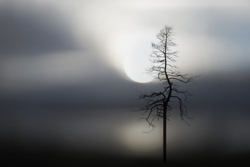 silhouette of bare tree and lake at sunset