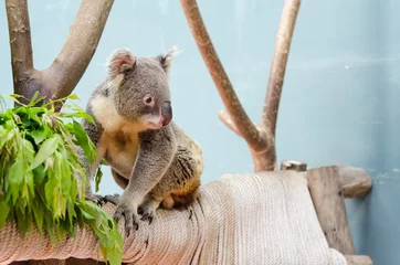Papier Peint photo autocollant Koala koala sur une branche en safari
