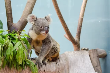 Zelfklevend Fotobehang Koala koala op zoek naar iets