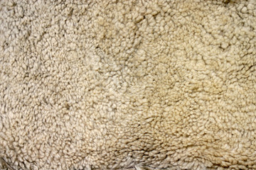 thick fur