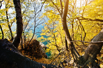 Fototapeta na wymiar Views of mountain gap at yellow trees forest