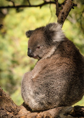Cute Koala sits on eucalyptus tree Australian bush wildlife anim