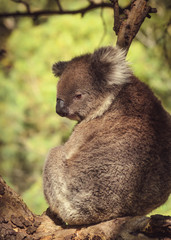 Cute Koala sits on eucalyptus tree Australian bush wildlife anim