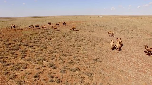 camels walking across the desert