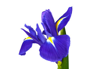 Blauwe irisbloem die op witte achtergrond wordt geïsoleerd